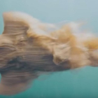 El perro afgano en la piscina que se ha hecho viral en las redes.