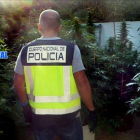 Un agente de la Policía Nacional, en la plantación de marihuana intervenida en Tortosa.