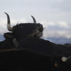 Una res en una finca de Omañón