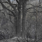 Árboles y vegetación quemados tras el incendio del pasado mayo en Santa Colomba de Curueño.