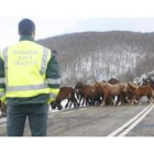 Caballos agrupados tras una nevada en el norte de León.