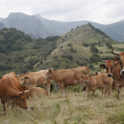 Un rebaño de vacas pasta en un monte de Paradilla de Gordón. JESÚS F. SALVADORES