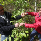 Dos castañicultores revistan la rama de un castaño bravo en cuyas hojas se han encontrado agallas de avispilla. L. DE LA MATA