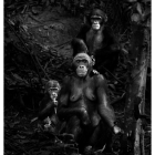 Una familia de primates en un ordenado posado muy familiar para la fotógrafa