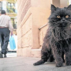 El gato Blackie en su esquina de Banyoles con Bailèn.