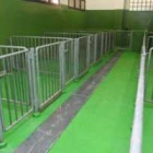 El equipo de dirección del centro y algunos veterinarios junto al potro de inmovilización de caballo