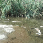 Algunos de los peces muertos que se han encontrado en el río Henares.