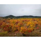 El otoño en los viñedos del Bierzo. DL