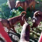 La policía busca al culpable de abandonar 18 cachorros de perro de raza peligrosa en un parque de Sevilla.