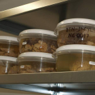 Cerebros conservados en el Instituto de Neurociencia de Salamanca