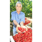 Manuel Asenjo con las cerezas recolectadas de manera tradicional en sus terrenos.
