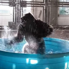 El gorila Zola, en una escena del vídeo que ha distribuido el Zoo de Dallas