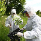 Dos expertos en una plantación, en una foto de archivo.