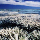 Gran barrera del coral en Australia.