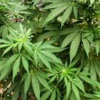 Una plantación de cannabis en Ciudad de México. JOSÉ PAZOS