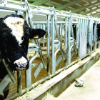 La Granja de la ULE tiene capacidad para 30 vacas. RAMIRO