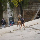 Un perro pasea por la ciudad. J. NOTARIO