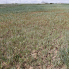Campos de cultivo afectados por la sequía. CONCHA ORTEGA