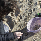 Voluntarios recogen microeplásticos o pellets, que han aparecido en toda la costa atlántica de Galicia. SALVADOR SAS
