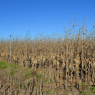 La sequía ha causado un gran perjuicio a todos los cultivos. DL
