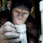Un ejemplar de simio coge un objeto con la mano. DL
