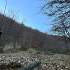 El Fondo para la Protección de los Animales Salvajes (Fapas) está estableciendo pequeñas plantaciones de frutales en el monte, un auténtico bufé libre, de comida "gourmet", para los úrsidos.