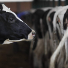 El sector de la ganadería de leche plantea serios riesgos de supervivencia en la provincia. JESÚS F. SALVADORES