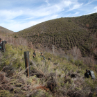 Vista de la superficie replantada en monte de Susañe del Sil.