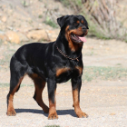 Los Rottweiler son una de las nueve razas de perros potencialmente peligrosos en Castilla y León.