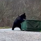 Un oso entra a comer basura en Villablino