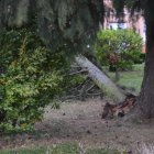 Los efectos del viento, este miércoles en Pobladura de Pelayo García.