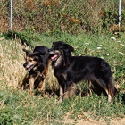 Dos de los perros que residen en la perrera de Astorga