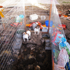 Perros que carecían de las mínimas condiciones higiénico sanitarias localizados por la Guardia Civil en Peñaranda.
