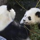 Imagen de archivo de dos osos panda en el Zoo Aquarium de Madrid. EFE/ David Fernández