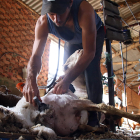 Argentinos y uruguayos protagonizan las labores de esquileo en la provincia leonesa