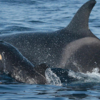 Fotografía facilitada por el Ministerio para la Transición Ecológica y Reto Demográfico de unas orcas. EFE
