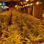 Plantación de marihuana indoor en Ponferrada