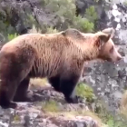 Osos en el Alto Sil