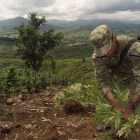 Miembros del Ejercito mexicano destruyen un cultivo de marihuana