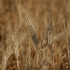 Espigas de trigo en la campiña, en una fotografía de archivo. EFE / Rafa Alcaide