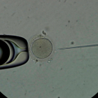 Personal técnico trabaja con espermatozoides en un laboratorio, en una imagen de archivo. EFE/ Bienvenido Velasco