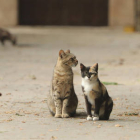 Un grupo de gatos callejeros.