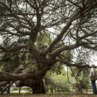 Imagen de un pino centenario en el entorno de Doñana, en una imagen de archivo. EFE / Julián Pérez