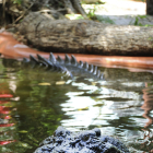 Foto de Archivo - CAIRNS (AUSTRALIA) 15/09/2011.- "Cassius", el cocodrilo de agua salada más grande del mundo en cautiverio, nada en un estanque del criadero de cocodrilos "Marineland Melanisia", en Green Island (Australia), hoy, jueves 15 de septiembre de 2011. El cocodrilo "Cassius" fue reconocido hoy por el libro Guinness de los Récords como el cocodrilo más grande del mundo, con 5,48 metros de longitud y un peso de cerca de una tonelada. EFE/BRIAN CASSEY ***PROHIBIDO SU USO EN AUSTRALIA Y NUEVA ZELANDA***[**AUSTRALIA AND NEW ZEALAND OUT**]