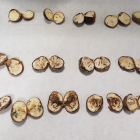 Castañas afectadas por hongos analizadas en el laboratorio de Inbiotec-Cesefor.