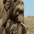 Fotografía de un elefante tomada en junio de 2018 en el Parque Nacional Etosha de Namibia. EFE/ Nerea González