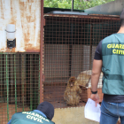 Fotografía facilitada por la Guardia Civil, que ha hallado dos monos de Gibraltar encerrados en el patio de una vivienda en Granada. EFE