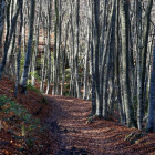 Bosque de La Garrotxa.