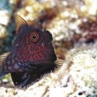 Un pez Cirripectes stigmaticus en la Gran Barrera de Coral australiana.