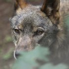 Un lobo Ibérico en una imagen de archivo. EFE/ J.L.Cereijido